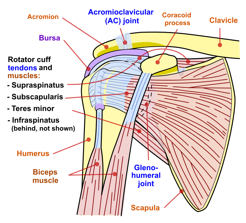 Illustrative image of shoulder anatomy. SOURCE: National Institute Of Arthritis And Musculoskeletal And Skin Diseases (NIAMS); SVG version by Angelito7, Public domain, via Wikimedia Commons