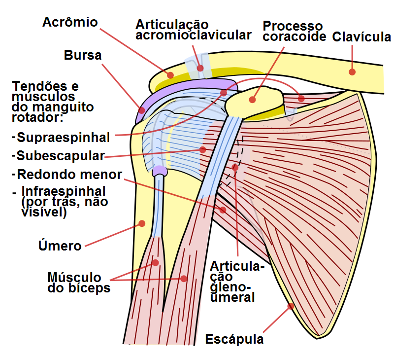 Imagem ilustrativa da anatomia do ombro. FONTE: National Institute Of Arthritis And Musculoskeletal And Skin Diseases (NIAMS); SVG version by Angelito7, Public domain, via Wikimedia Commons